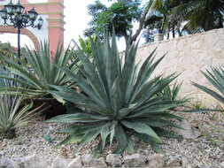 Image of tequila agave