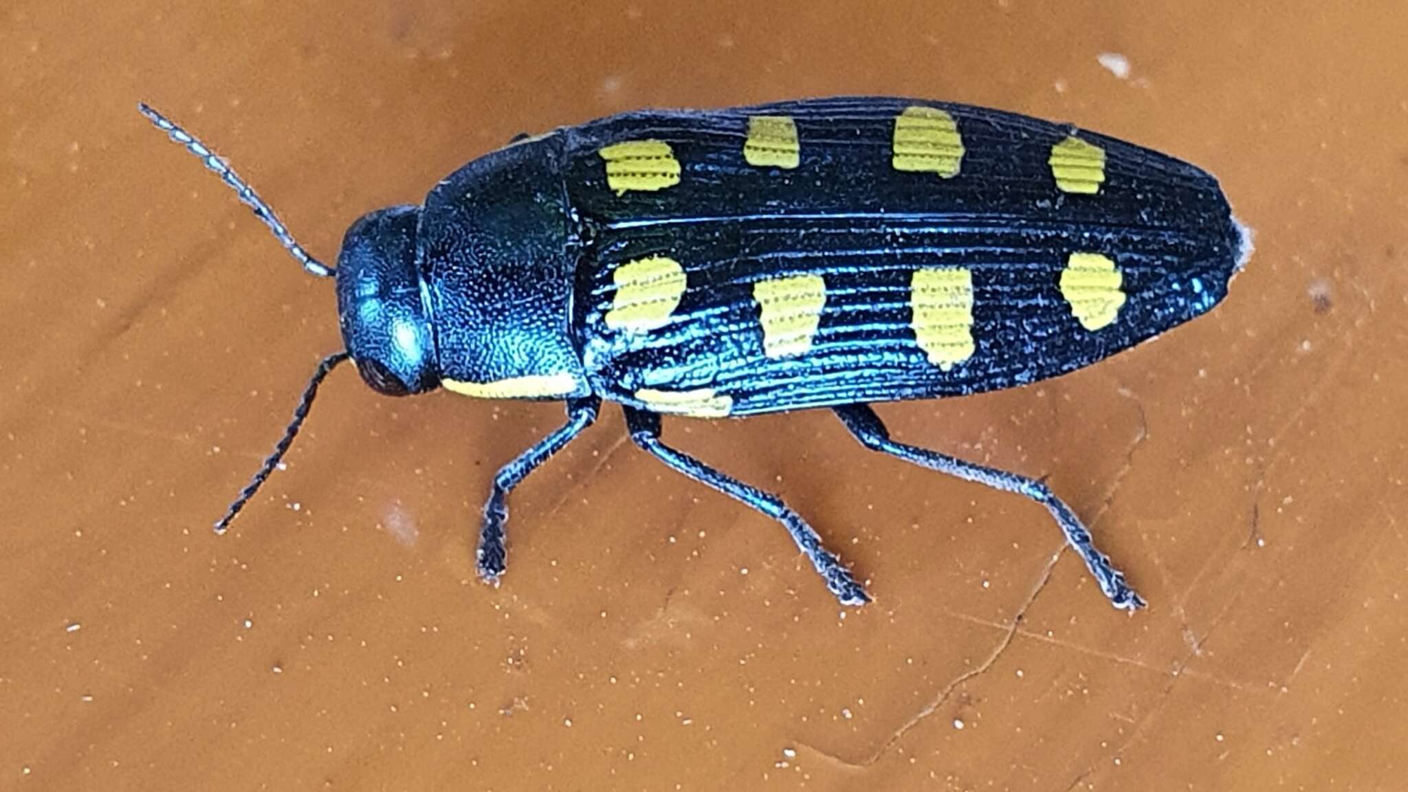 Image of eight-spotted Buprestis