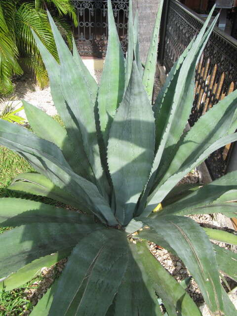 Image of tequila agave