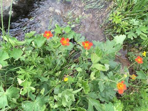 Image of Geum coccineum Sibth. & Sm.