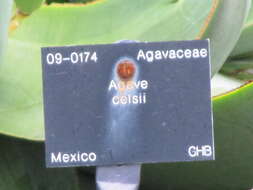 صورة Agave mitis Mart.