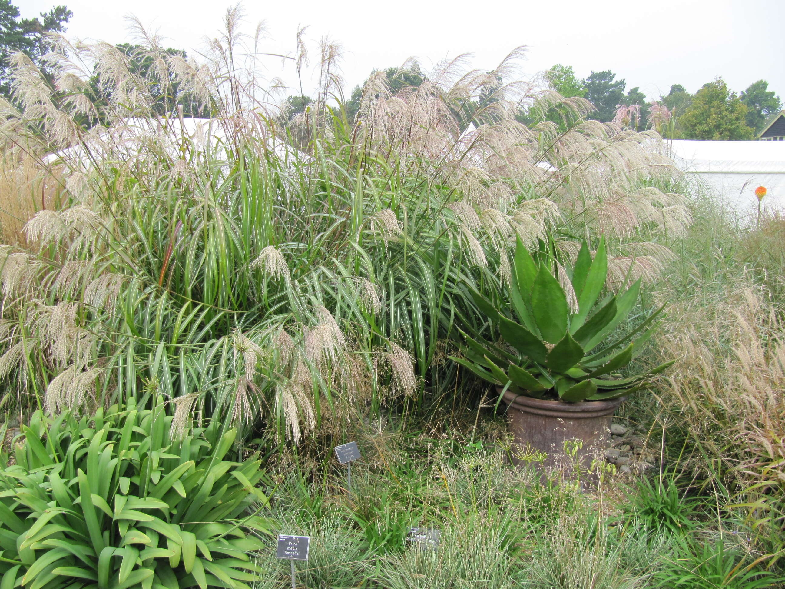 Imagem de Miscanthus sinensis Andersson