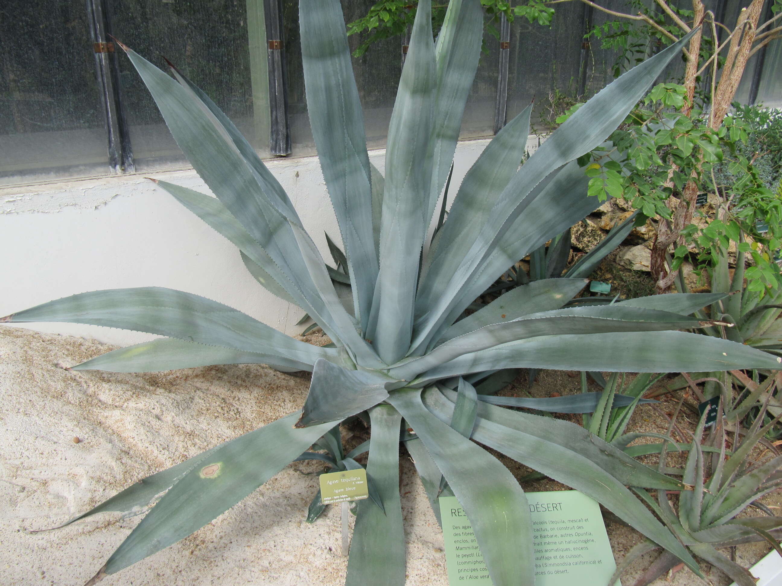 Image of tequila agave