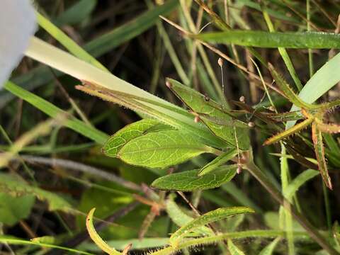 Imagem de Ruellia noctiflora (Nees) Gray