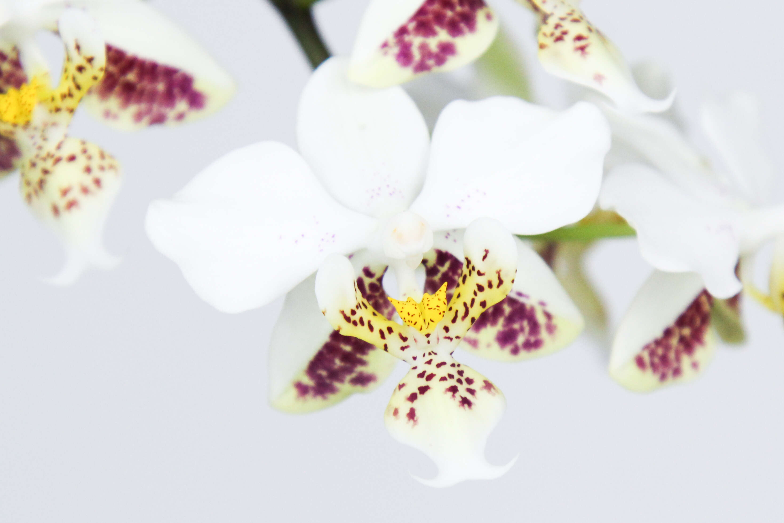 Image of Orchid