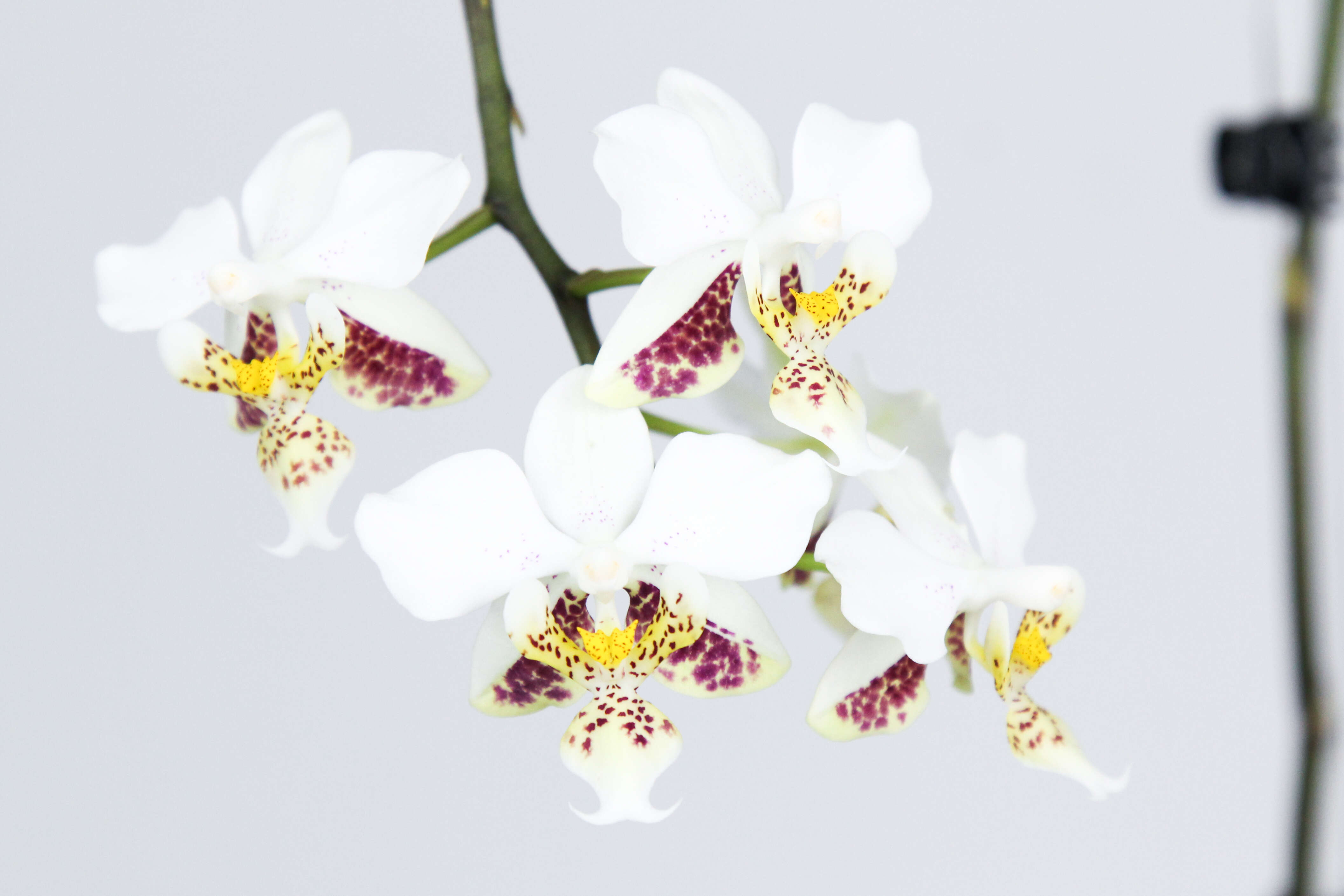 Image of Orchid