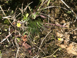 Image of Nodding Blue-Eyed-Grass