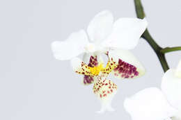 Image of Orchid