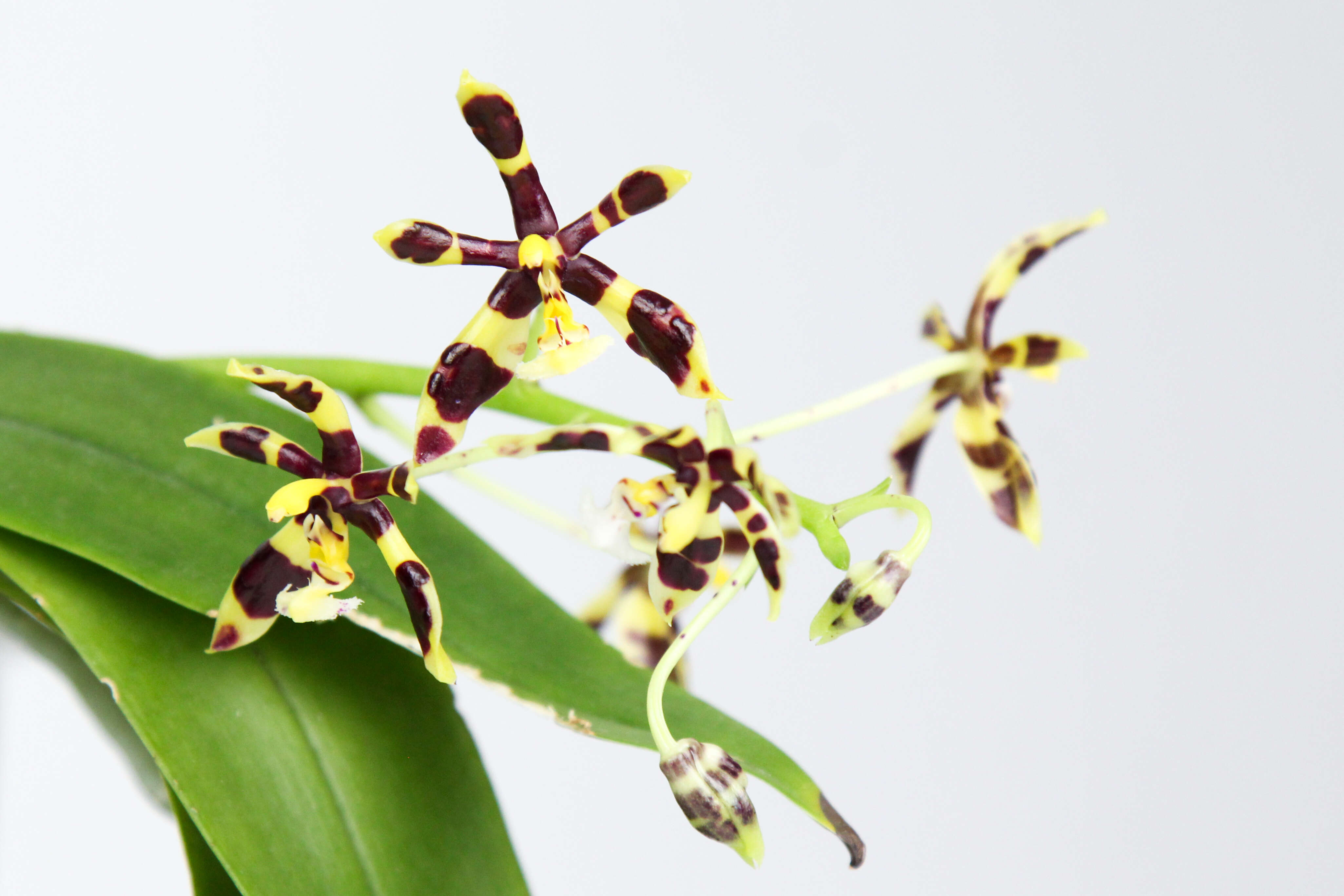 Image of Phalaenopsis mannii Rchb. fil.