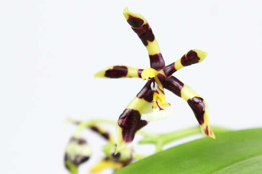 Image of Phalaenopsis mannii Rchb. fil.