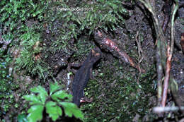 Image of spectacled salamander