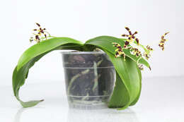 Image of Phalaenopsis mannii Rchb. fil.