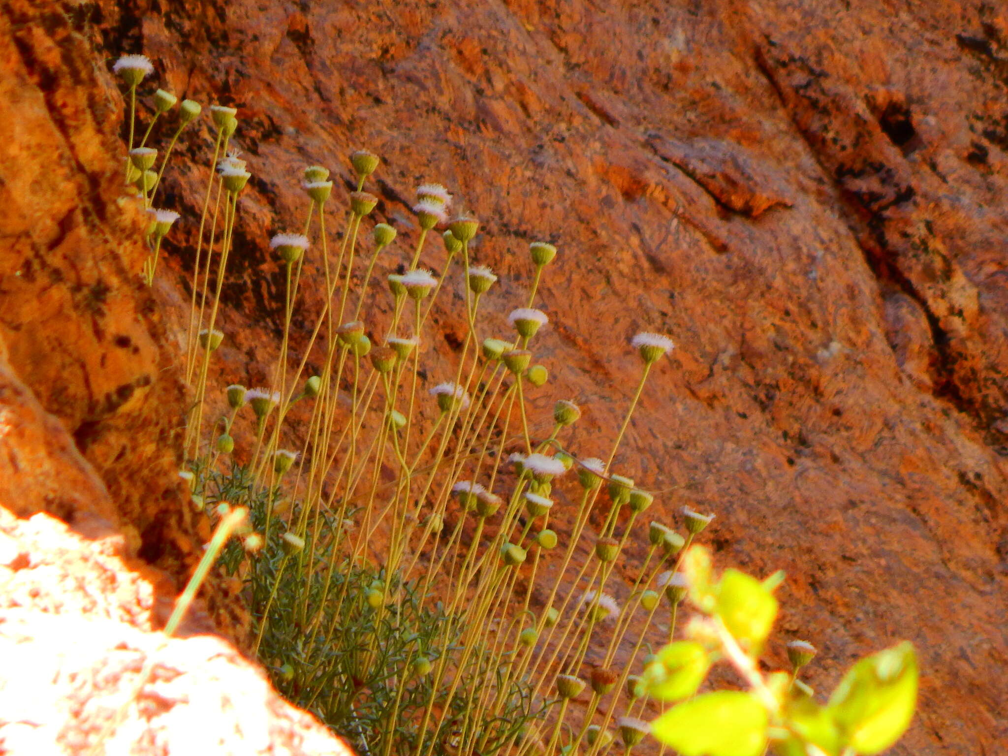 Plancia ëd Hofmeisteria crassifolia S. Wats.