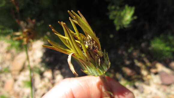 Image of Gerbera crocea (L.) Kuntze