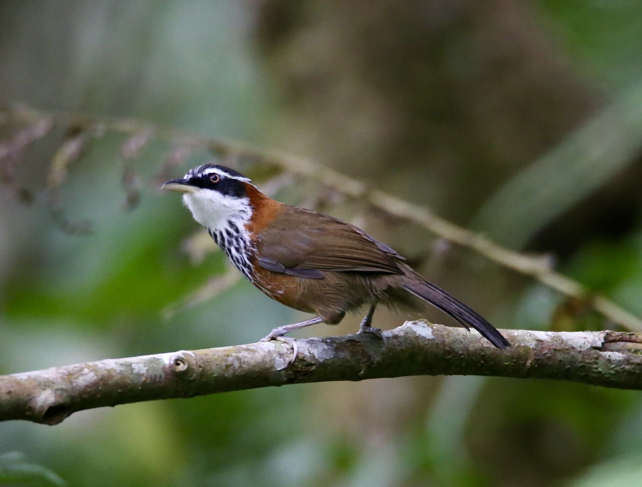 Oriolus traillii ardens (Swinhoe 1862)的圖片