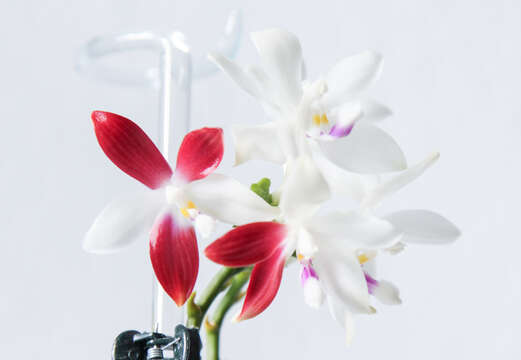 Image of Phalaenopsis tetraspis Rchb. fil.