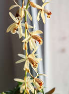 Image of Coelogyne tomentosa Lindl.