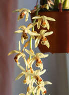 Image of Coelogyne tomentosa Lindl.