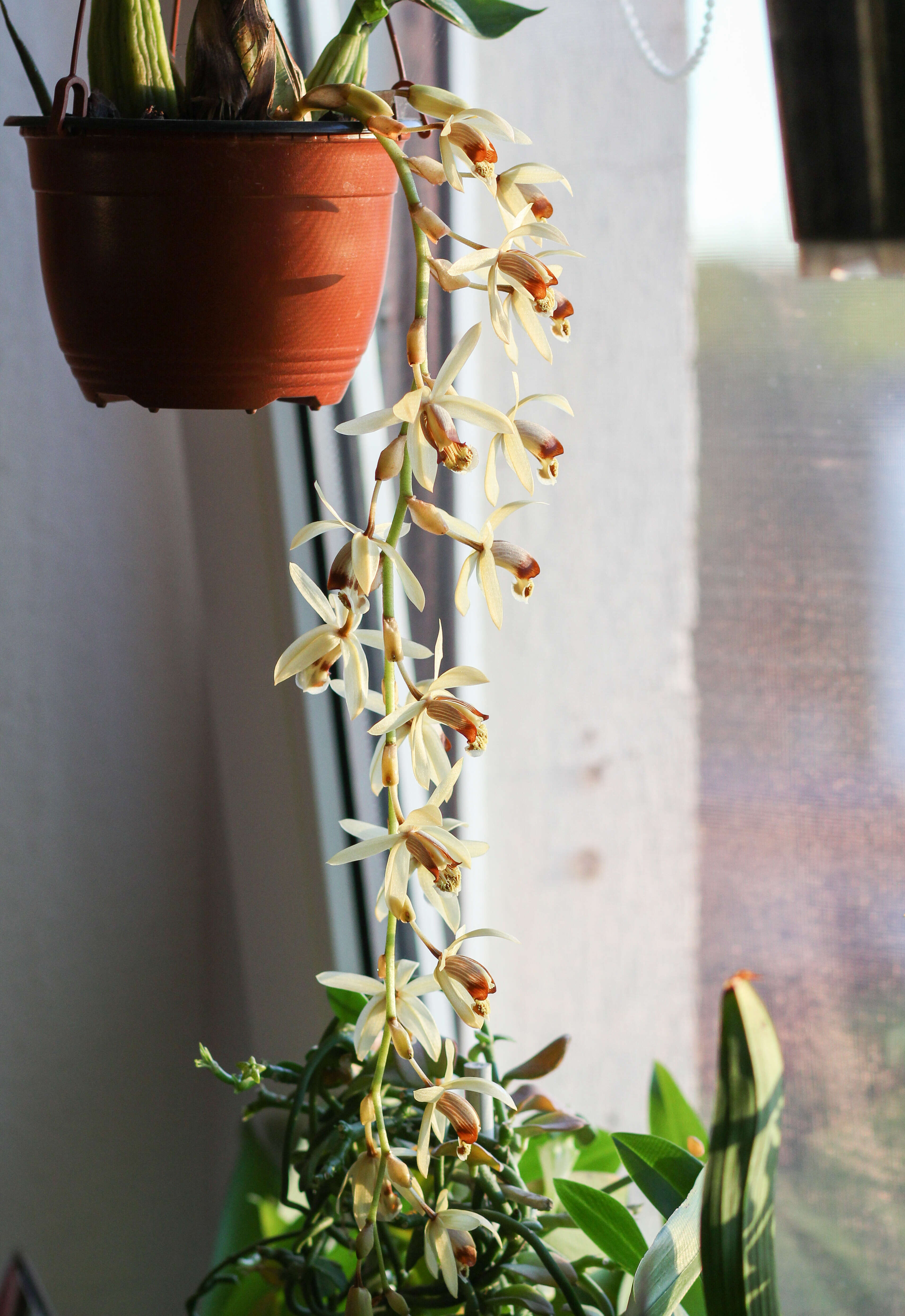 Image of Coelogyne tomentosa Lindl.