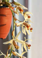 Image of Coelogyne tomentosa Lindl.