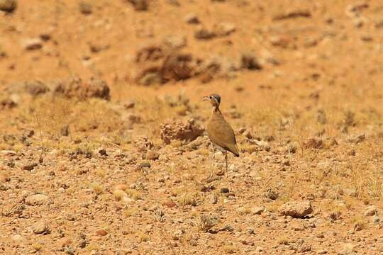 Image of Burchell's Courser