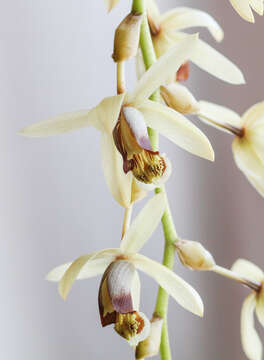 Image of Coelogyne tomentosa Lindl.