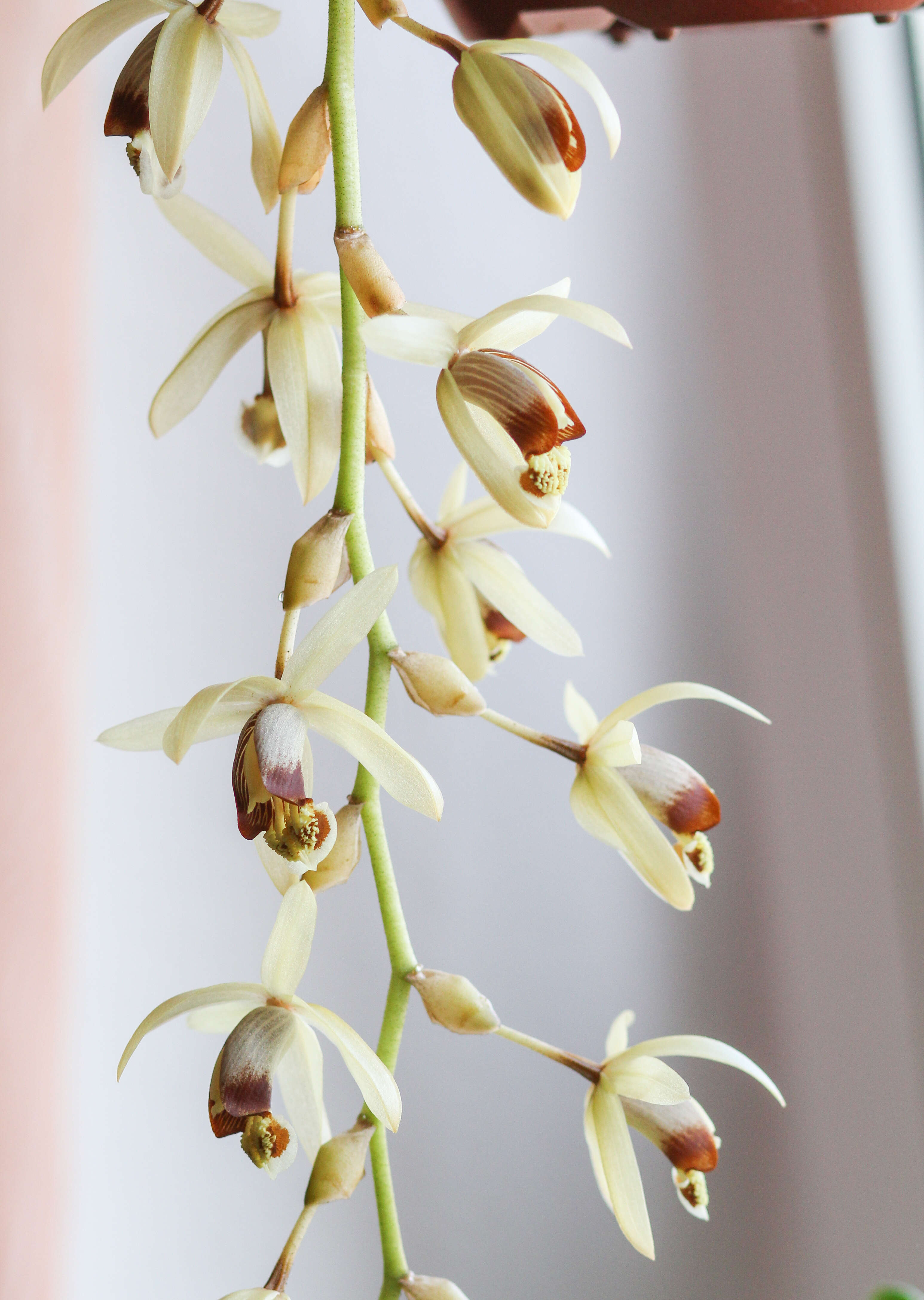 Image of Coelogyne tomentosa Lindl.