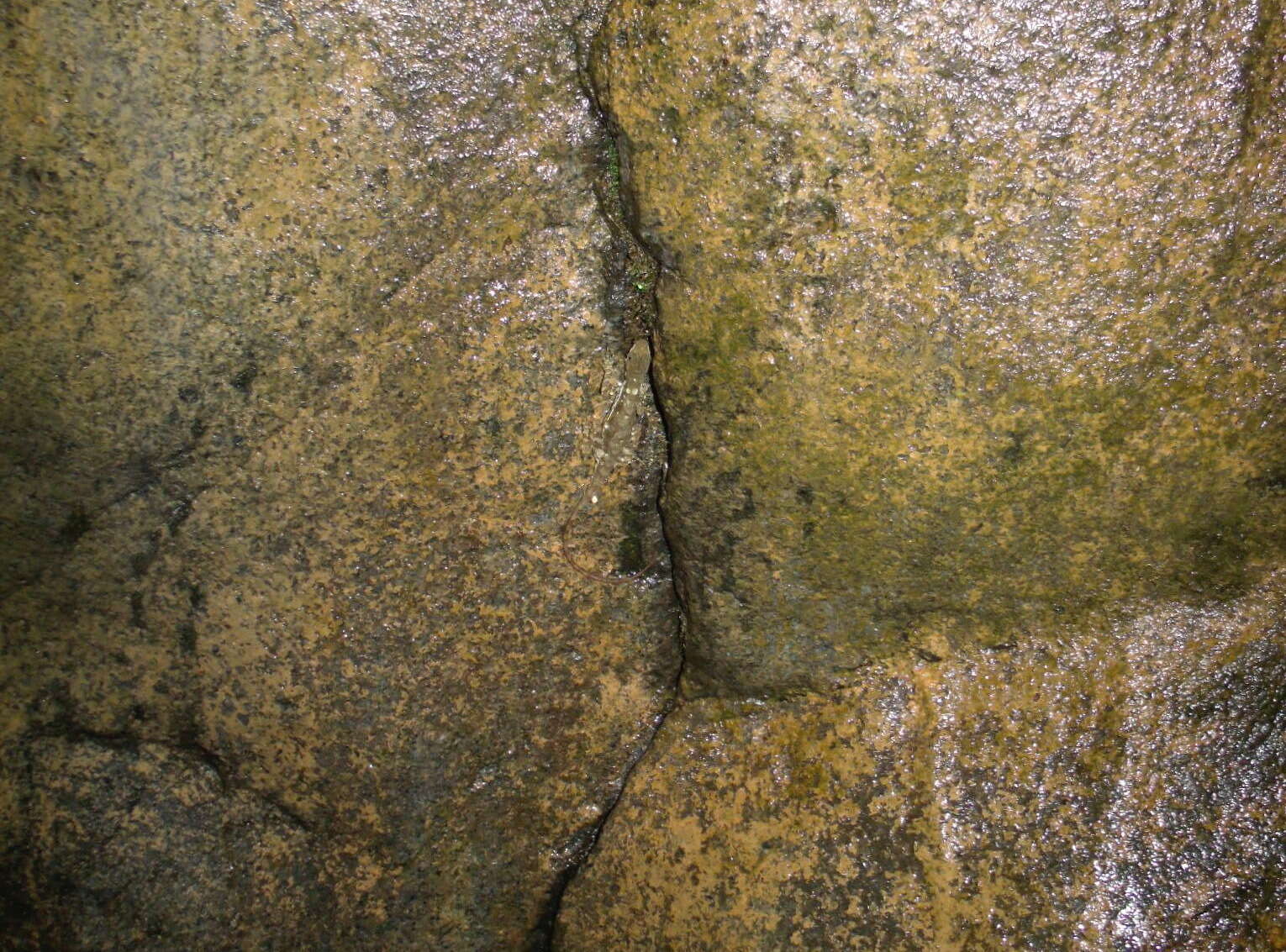 Image of Dappled Anole