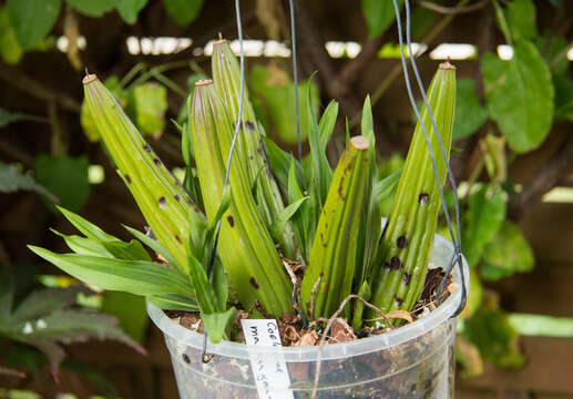 Image of Coelogyne tomentosa Lindl.