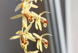 Image of Coelogyne tomentosa Lindl.