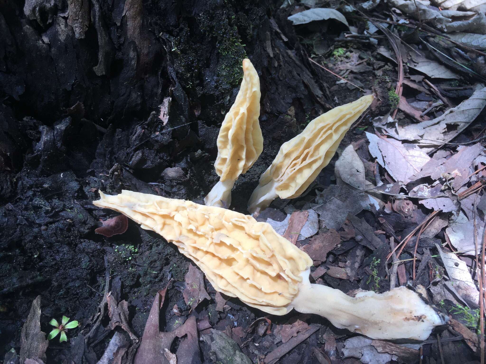 Imagem de Morchella herediana L. D. Gómez 1971