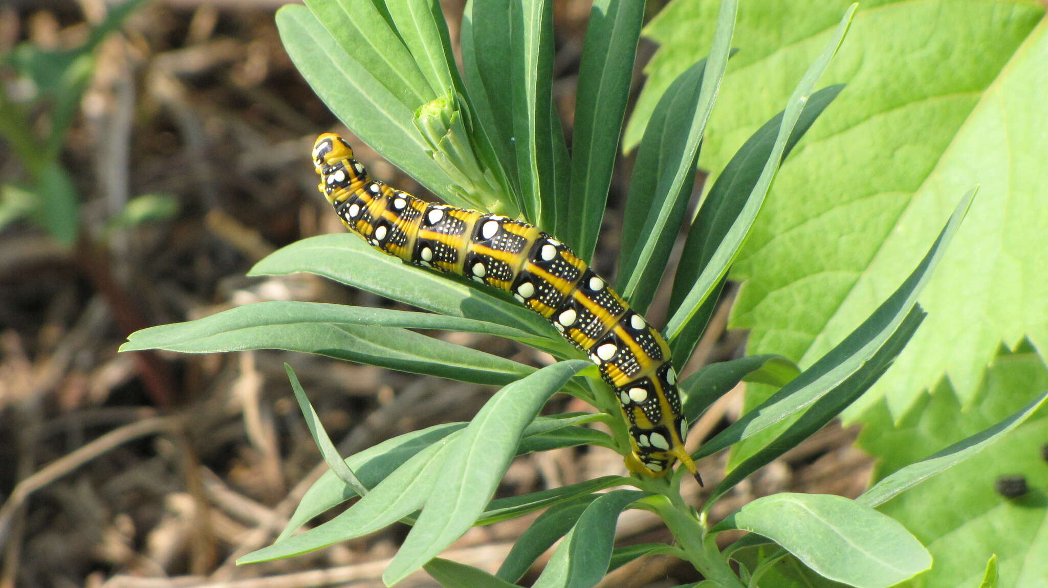 Image of Spurge Hawk Moth