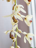 Image of Coelogyne tomentosa Lindl.