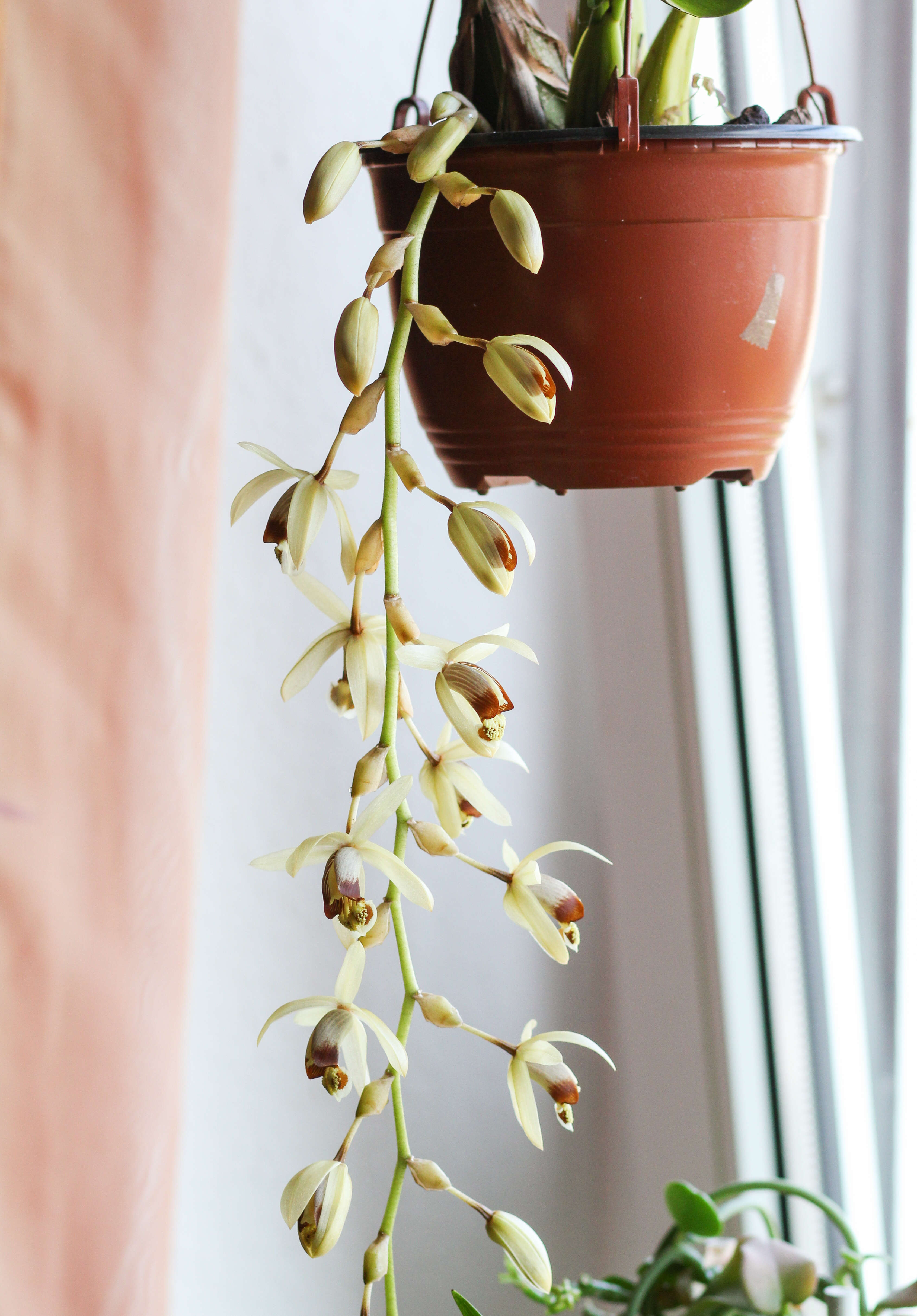 Image of Coelogyne tomentosa Lindl.