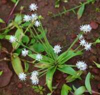 Image de Eriocaulon stellulatum Körn.