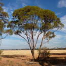 Image of Eucalyptus aequioperta M. I. H. Brooker & S. D. Hopper