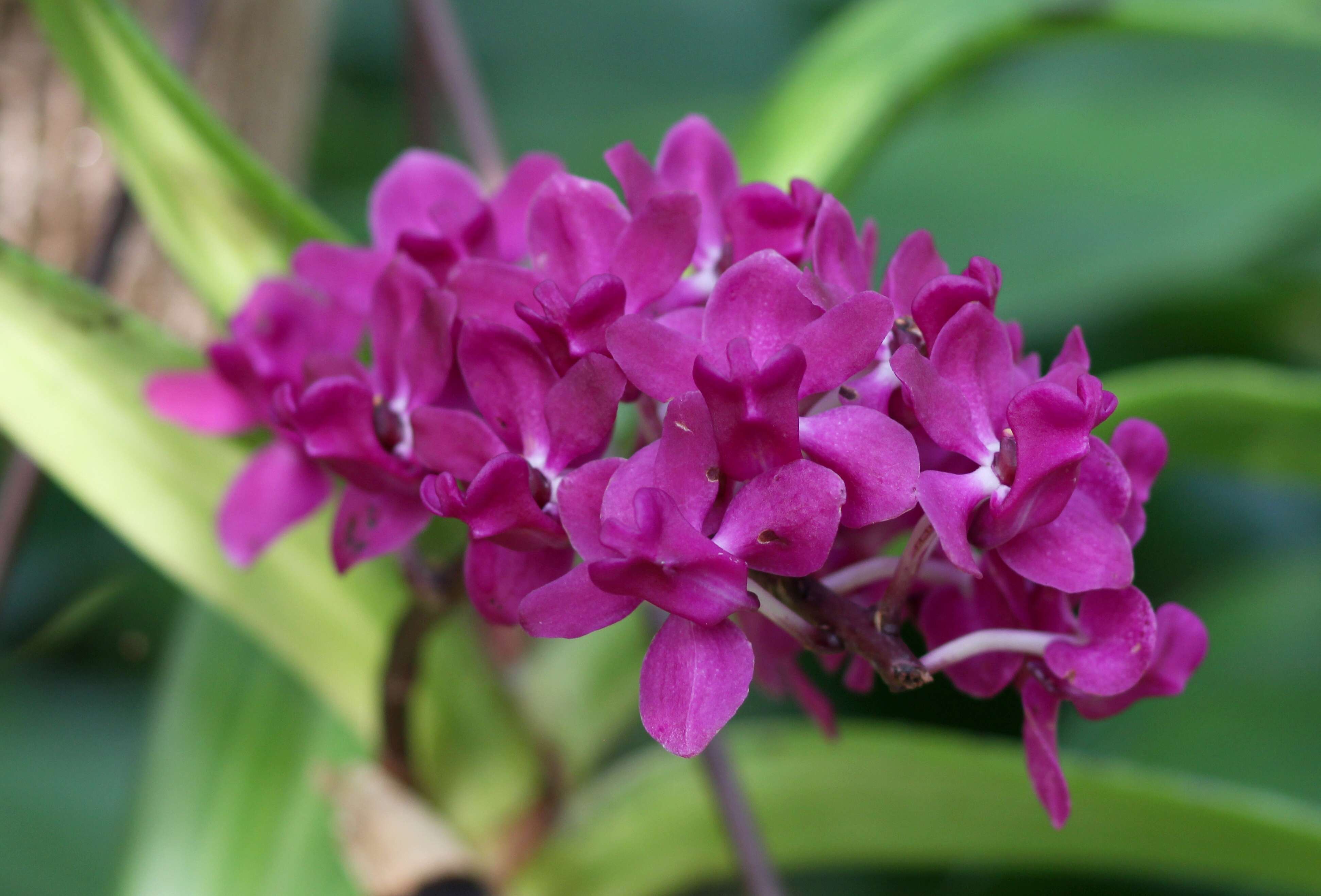 Слика од Rhynchostylis gigantea (Lindl.) Ridl.