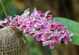 Слика од Rhynchostylis gigantea (Lindl.) Ridl.