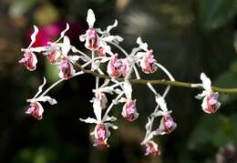 Image of Vanda lamellata Lindl.