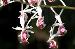 Image of Vanda lamellata Lindl.