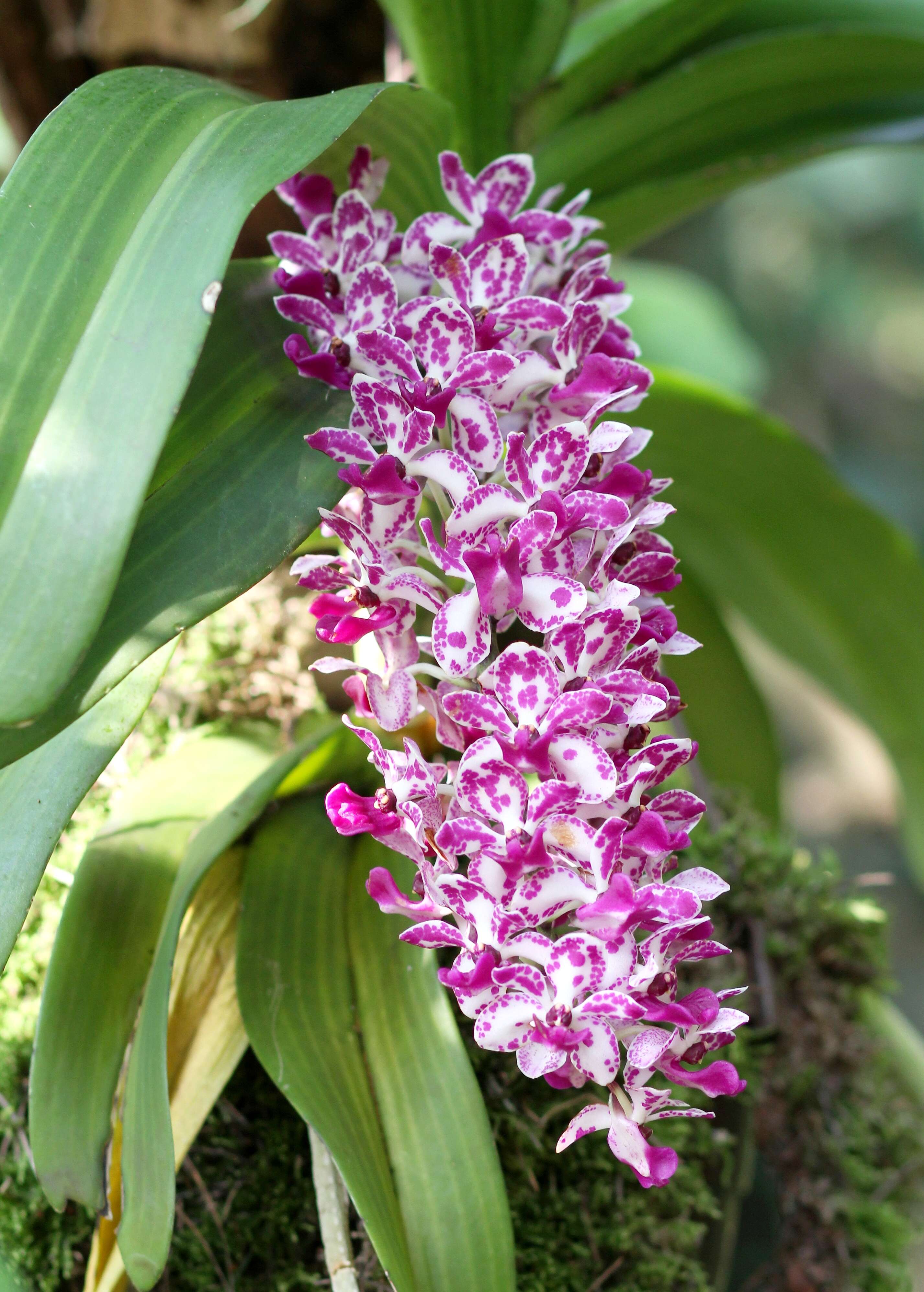 Слика од Rhynchostylis gigantea (Lindl.) Ridl.