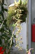 Image of Coelogyne tomentosa Lindl.