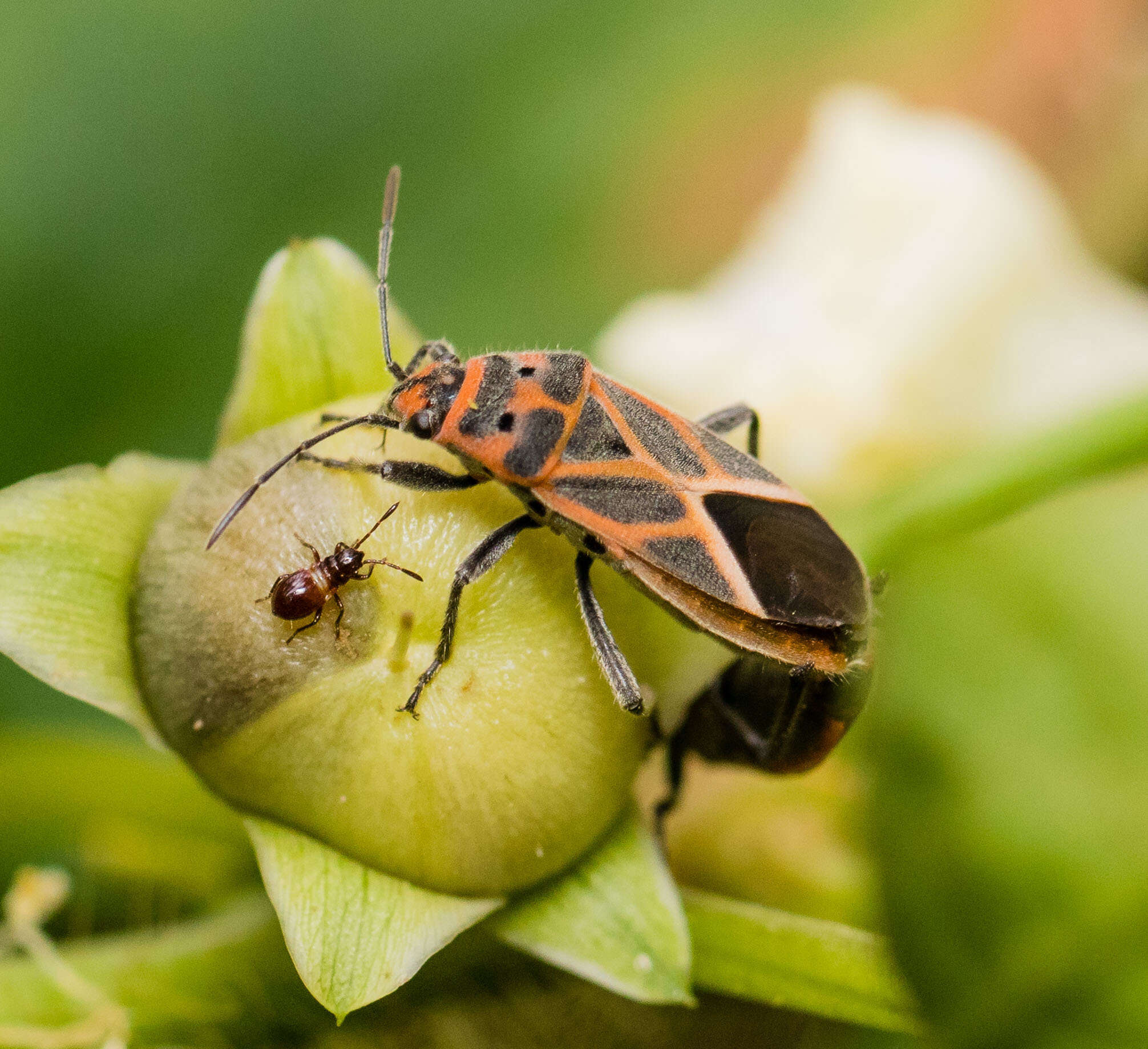 صورة Graptostethus servus Fabricius & J. C. 1787