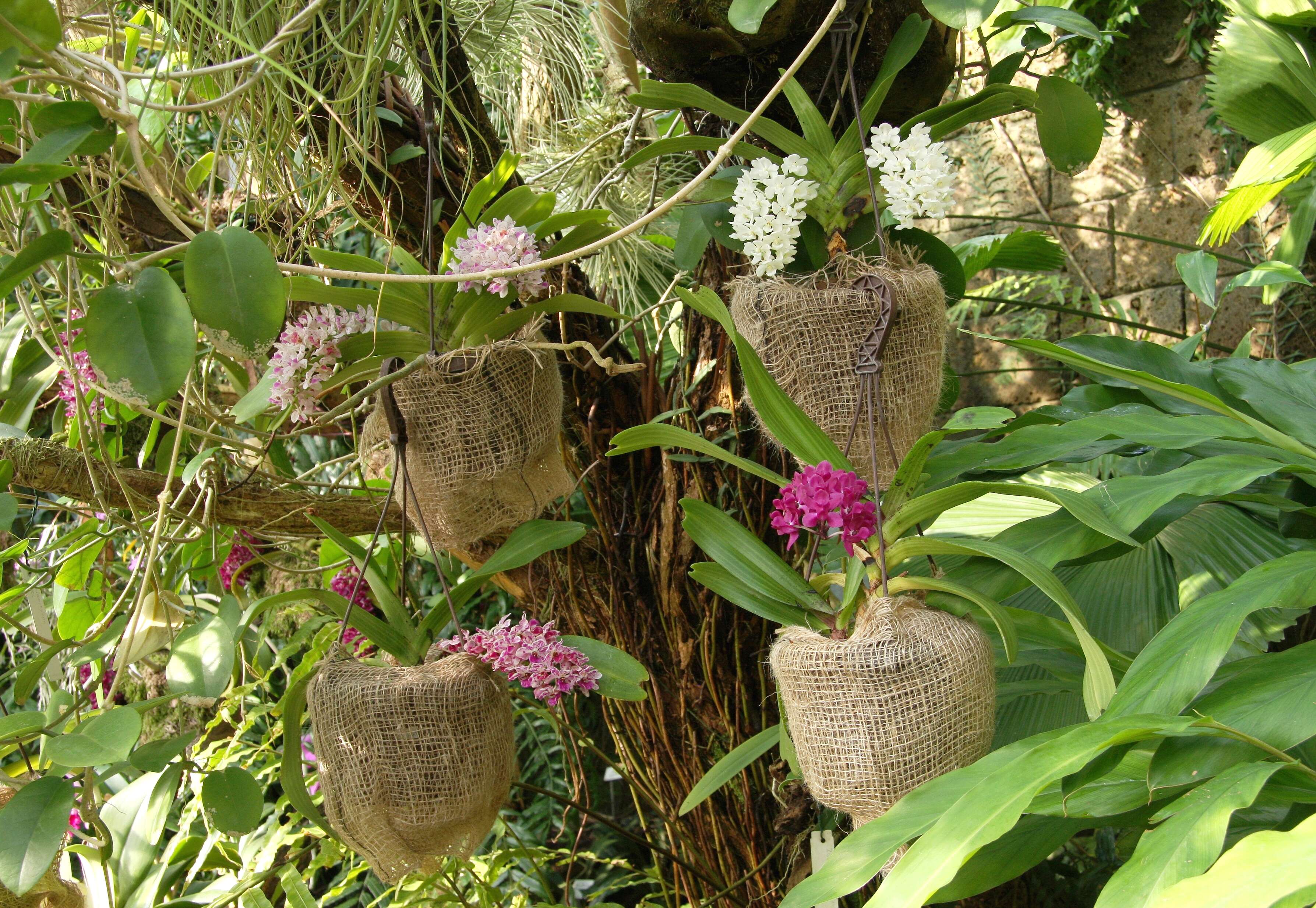 Слика од Rhynchostylis gigantea (Lindl.) Ridl.