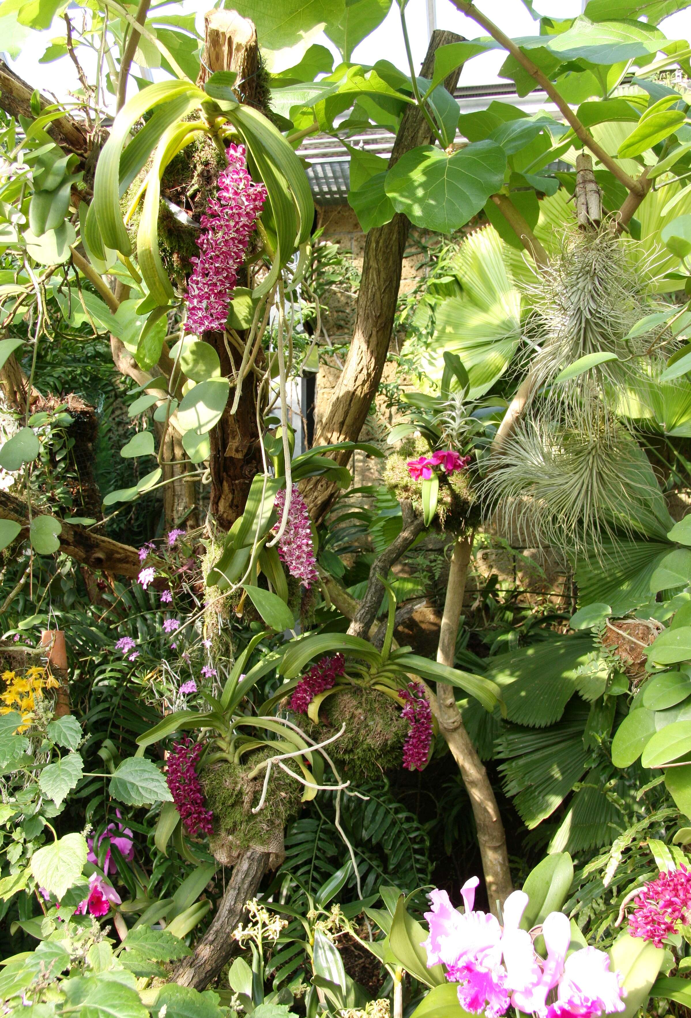 Слика од Rhynchostylis gigantea (Lindl.) Ridl.