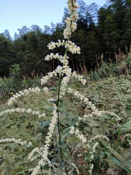 Image of Artemisia lactiflora Wall. ex DC.