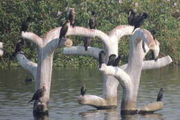 Image of Indian Cormorant