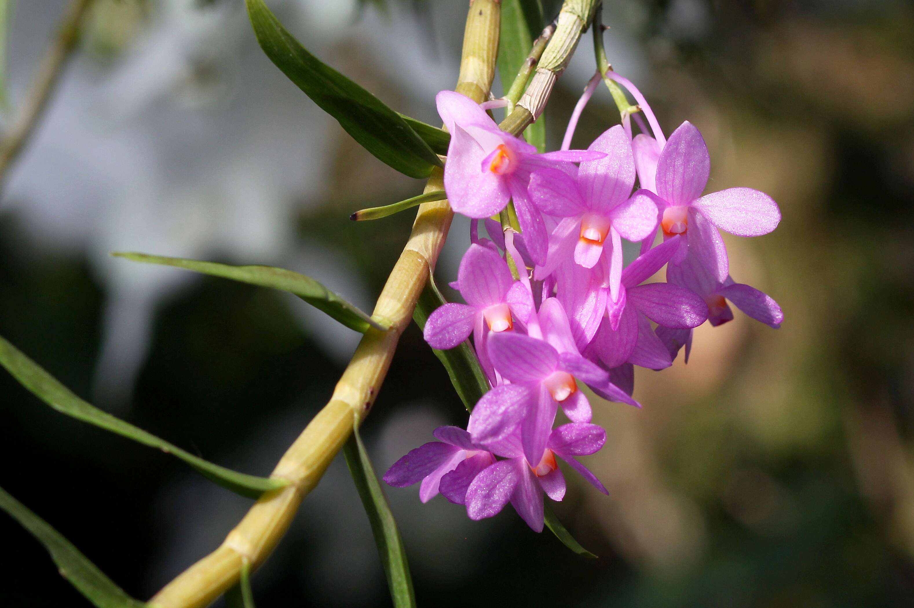 Imagem de Dendrobium hasseltii (Blume) Lindl.