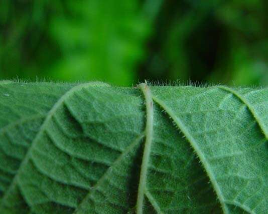 Image de Rubus radula Weihe ex Boenn.