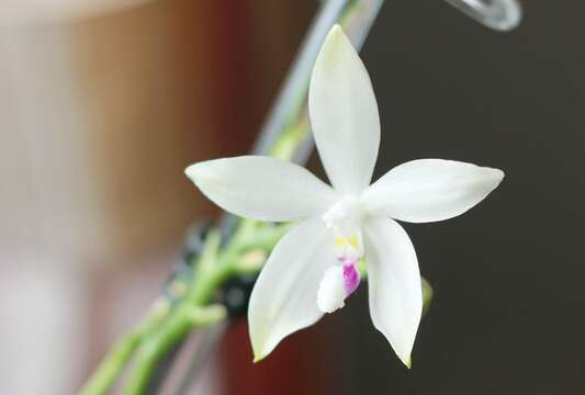 Image of Phalaenopsis tetraspis Rchb. fil.